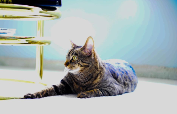 Fig. 4: Color-Banded Cat Photo